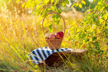 A basket of apples stands on a small wooden bench in the apple orchardの写真素材