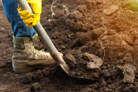 A worker digs the ground in the garden. A man in jeans and yellow gloves holds a shovel with earth,...