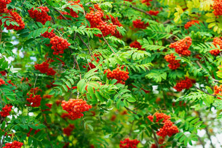 A lot of bunches of ripe rowan berries on the background of green foliage, selective focusの写真素材