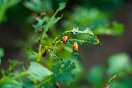 Colorado beetles destroy a potato plantation, top viewの写真素材