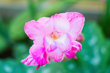 Decorative garden flower gladiolus pink, top viewの写真素材