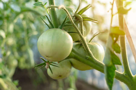 Tomato branch with green unripe fruits. Close upの写真素材
