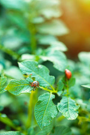 A Colorado potato beetle with stripes on a potato leaf, a red beetle larva in the background. Selective focusの写真素材