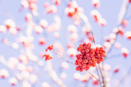 Red rowan berries on a tree branch in winter, close up. Selective focus on bunches of berriesの写真素材
