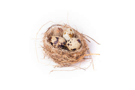 Three quail eggs in a nest on a white background. Closeupの写真素材