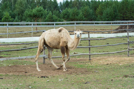 A double-humped camel on a Russian camel breeding farmの写真素材