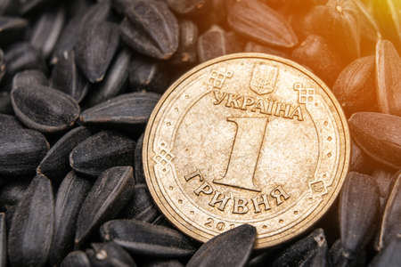 The concept of sunflower seed oil production in Ukraine. Ukrainian hryvnia coin among black dried sunflower seedsの写真素材