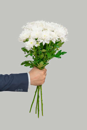 bouquet of white chrysanthemums in a man's hand on a gray backgroundの写真素材