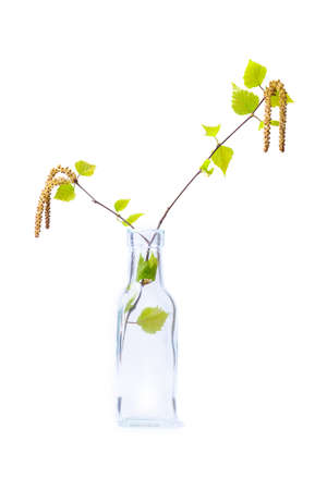 A young birch branch with green foliage and earrings with a glass vase, isolate on a white backgroundの写真素材
