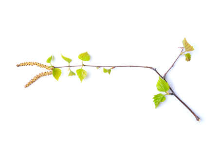 Spring branch of a young birch isolated on a white background