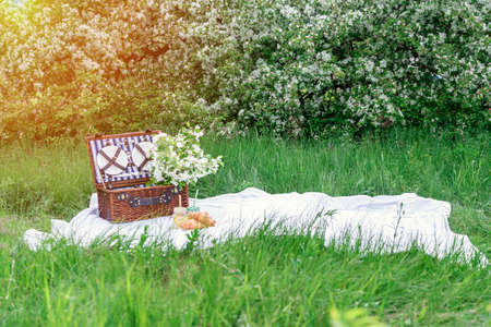 Picnic background with lemonade and croissants on a white plaid in a blooming apple orchardの写真素材