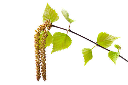 Young birch earrings isolated on a white background, close-upの写真素材