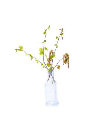 Bouquet of young birch branches with earrings in a glass bottle, isolate on a white backgroundの写真素材