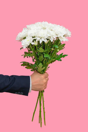 bouquet of white chrysanthemums in a man's hand on a pink background. vertical photoの写真素材