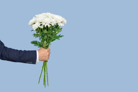 bouquet of white chrysanthemums in a man's hand on a blue background, copy spaceの写真素材