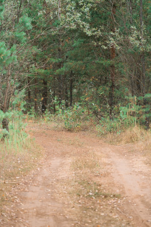 Dirt road in a pine forest, vertical photoの写真素材