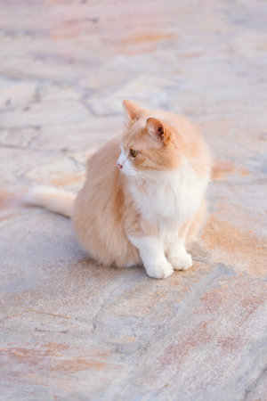 A red cat sits on the sidewalk and looks into the distance.の写真素材