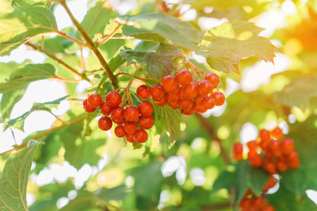 Bunches of ripe red viburnum in the rays of the setting sun.の写真素材