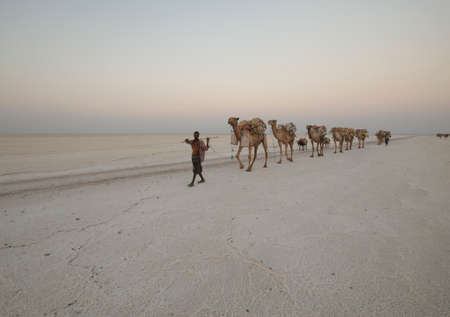 Assale, Afar Region, Ethiopia. Camel caravans of the Etiopian salt mines. Around 2,000 camels and 1,000 donkeys come to the salt flat every day to transport the salt tilesのeditorial素材