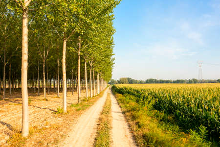 amazing dusty road in the Italian countrysideの写真素材