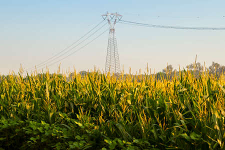 high voltage electricity tower view in a corn fieldの写真素材