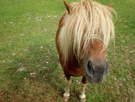 Featured horse with the mane On The Eyesの写真素材