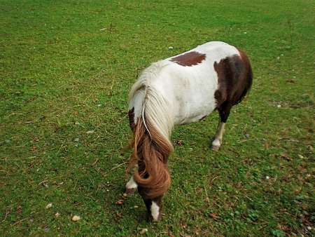 Spotted Horse grazing in a green meadowの写真素材