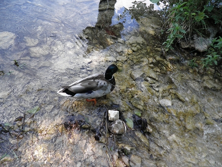 A Wild Duck, A Course in Waterの写真素材