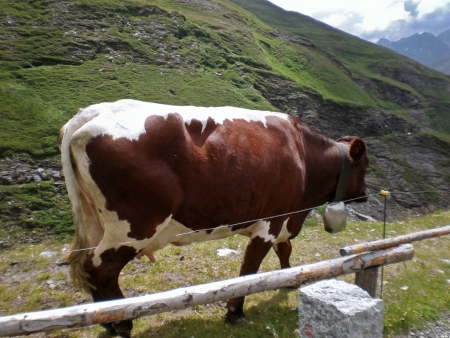 brindled cow grazing in the mountains, with the neck UN large cowbellの写真素材