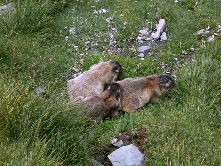 Family Marmotte, in the green meadowの写真素材
