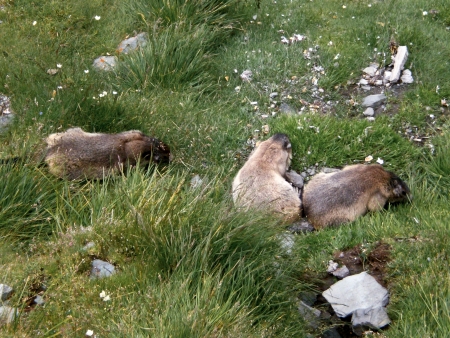 family of marmot,in the green meadowの写真素材