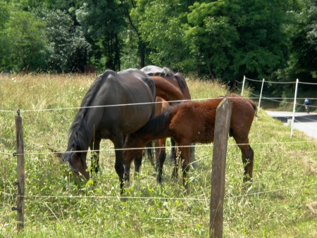 horse grazing,behind the fence,mare with foalの写真素材