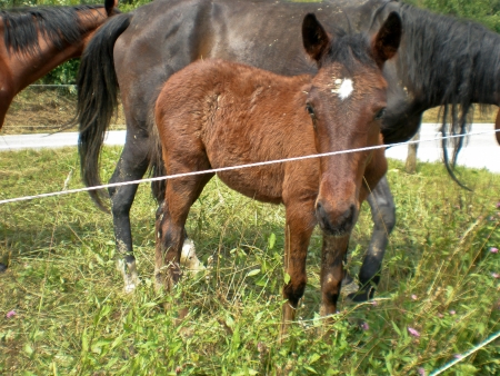 colt with family,horse grazingの写真素材