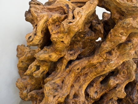 big tree roots, treated and lacquered for a work of artの写真素材