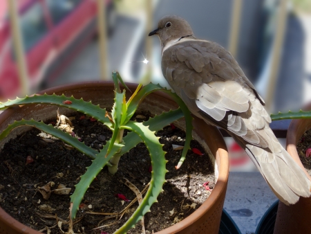 little turtledove and aloe plantの写真素材