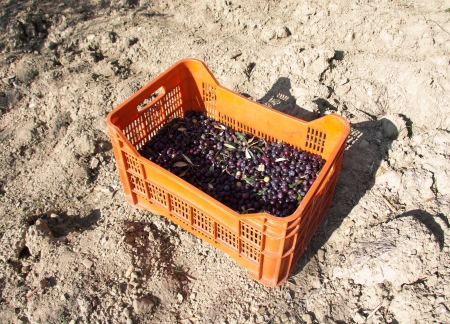 Olives Red box on the ground during olives harvesting in Tuscany countryのeditorial素材