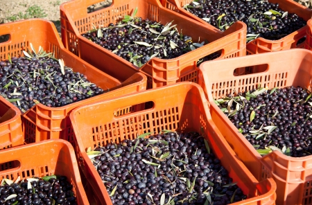 Red boxes filled with olives on the ground during harvesting.の写真素材