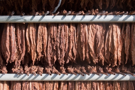 Tobacco leafs, hanged to dry before processing.の写真素材