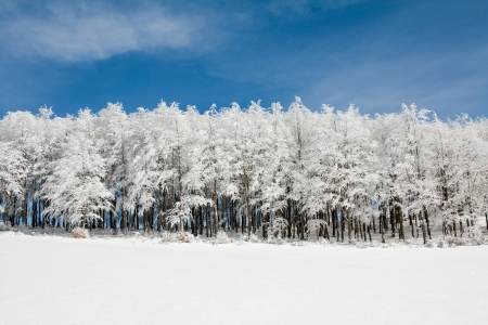 Line of frozen tree in a snowy landscapeの写真素材