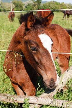 young colt horse inside a fenceの写真素材