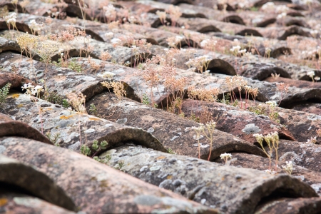 Old Italian tile roofs with flowers grew on itの写真素材