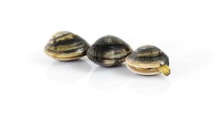 Fresh clams on white backgroundの写真素材