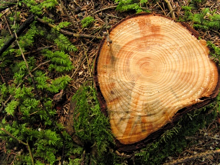 Cross section of a young pine treeの写真素材