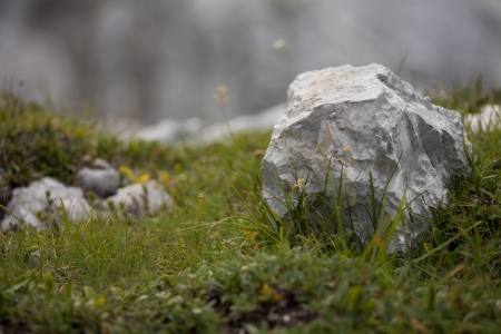 Alpine flora in Dolomitesの写真素材