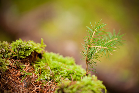 young pine