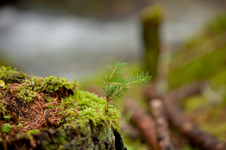 young pine