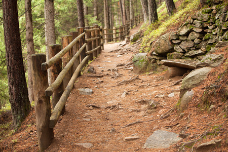 Undergrowthの写真素材