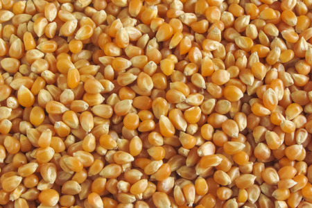 natural cornの写真素材