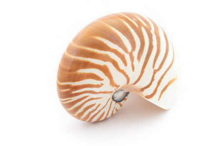 tropical shell