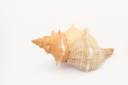 tropical shellの写真素材
